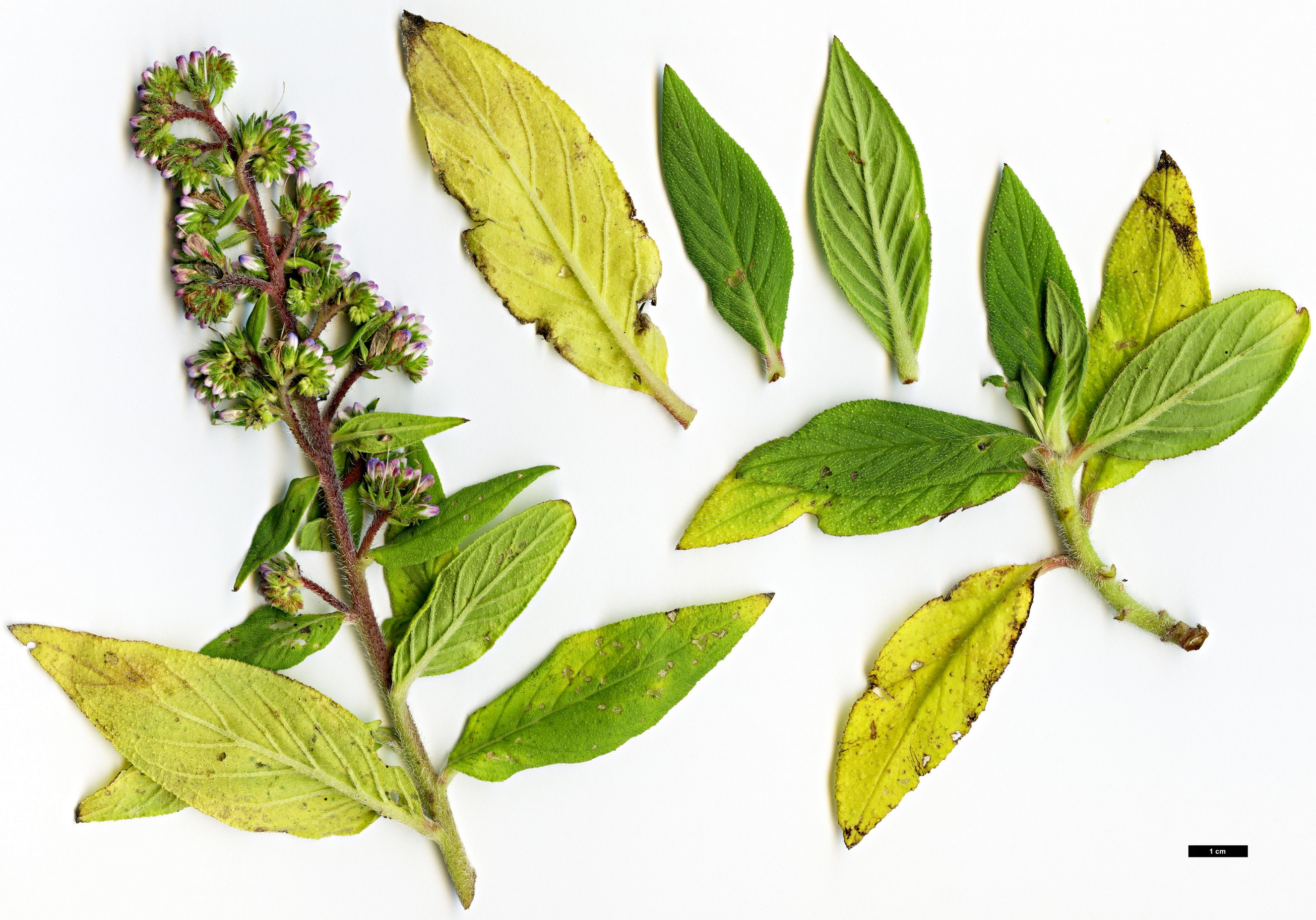 High resolution image: Family: Boraginaceae - Genus: Echium - Taxon: strictum - SpeciesSub: subsp. exasperatum